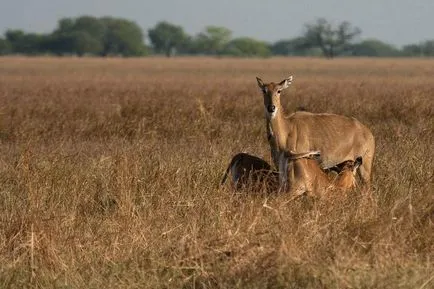 Nilgai - cel mai mare antilopa din Asia