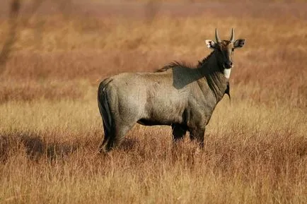 Nilgai - cel mai mare antilopa din Asia