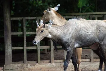 Nilgai - cel mai mare antilopa din Asia