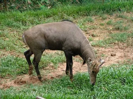 Nilgai - cel mai mare antilopa din Asia