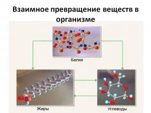 Anyagcsere az emberi szervezetben