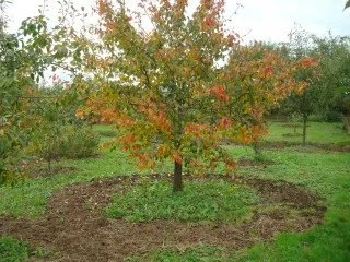 Много стара ябълка - празник форум