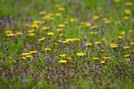 Taraxacum leírás, a pályázati