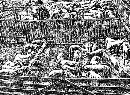 Lambing și de creștere miei deyhman 1947 e