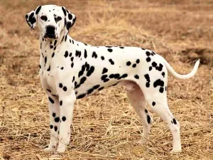 Descrierea speciilor și Dalmatians naturii