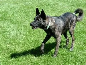 Leírás A kutya fajta holland Shepherd (Herder) vélemények és fotók