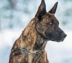 Leírás A kutya fajta holland Shepherd (Herder) vélemények és fotók