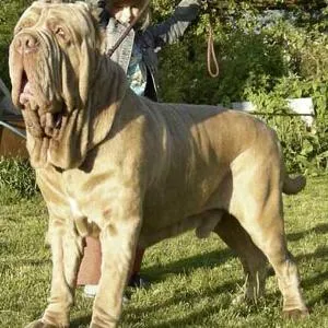 Описание на най-големите породи кучета в света