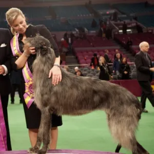 Описание на най-големите породи кучета в света
