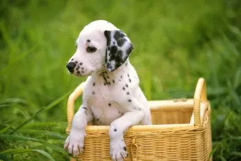 Descrierea speciilor și Dalmatians naturii