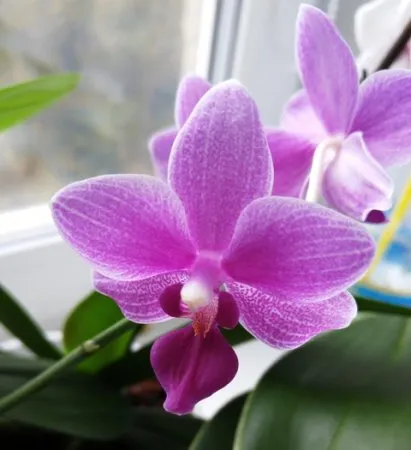 Phalaenopsis грижи орхидея у дома - блог съвети за градинари