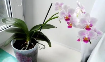 ingrijire orhidee Phalaenopsis la domiciliu - blog sfaturi pentru grădinari