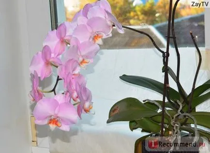 Orhideea Phalaenopsis - „Totul despre orhidee în creștere