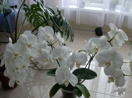 de îngrijire personală Orchid experiență transplantare de udare Fertilizarea