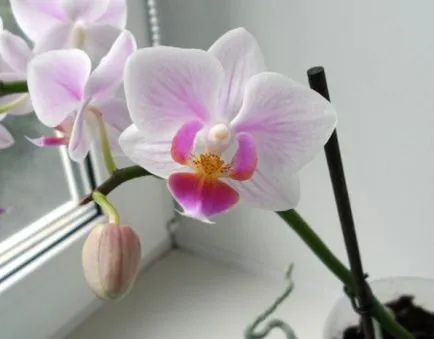 ingrijire orhidee Phalaenopsis la domiciliu - blog sfaturi pentru grădinari