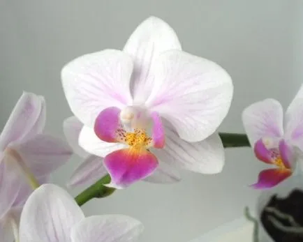 Phalaenopsis грижи орхидея у дома - блог съвети за градинари