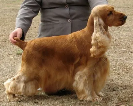 Regulile de bază în formarea American Cocker Spaniel