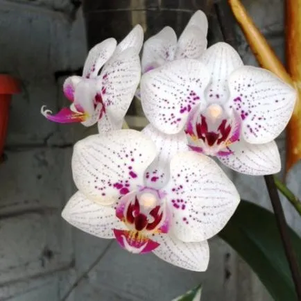 ingrijire orhidee Phalaenopsis la domiciliu - blog sfaturi pentru grădinari