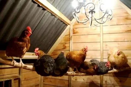Осветление за кокошки носачки - периодично или постоянно