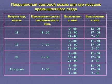 Осветление за кокошки носачки - периодично или постоянно