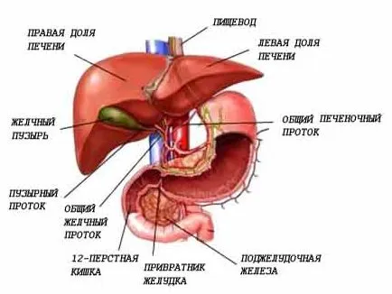 Caracteristici ale structurii și funcțiilor ficatului uman, tratamentul ficatului