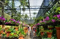 Orchid Park Нонг Nooch - история, как да стигнем до там, и това, което е интересно е, в парка, цената на билетите,