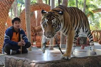 Orchid Park Nong Nooch - istorie, cum să ajungi acolo, și ceea ce este interesant este, în parc, costul biletelor,