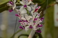 Orchid Park Nong Nooch - istorie, cum să ajungi acolo, și ceea ce este interesant este, în parc, costul biletelor,