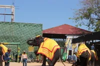 Orchid Park Nong Nooch - istorie, cum să ajungi acolo, și ceea ce este interesant este, în parc, costul biletelor,