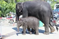 Orchid Park Nong Nooch - istorie, cum să ajungi acolo, și ceea ce este interesant este, în parc, costul biletelor,