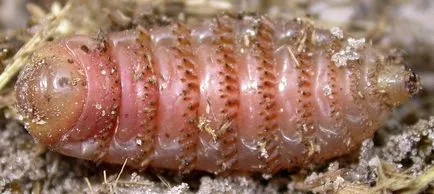 Horseflies (gasterophilidae)