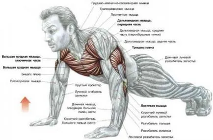 Push-up-uri care au nevoie de formare în culturism - culturism și de fitness - factor de fier