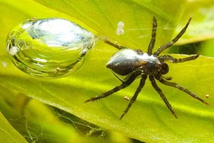 Spider-bijuterie - proprietarul ecluza