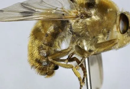 Horseflies (gasterophilidae)