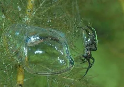 Spider-бижу - собственик на въздушния шлюз