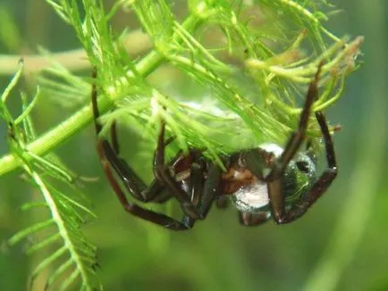 Spider-бижу - собственик на въздушния шлюз