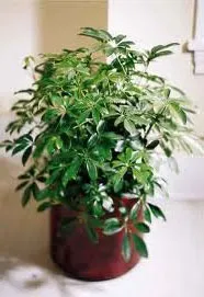 Reguli pentru îngrijirea plantelor de interior - Plante de casa