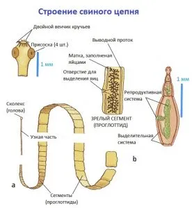 Представители на двете плоски червеи от този клас са най-опасни