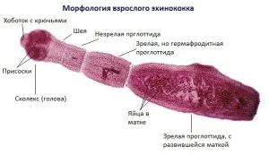 Представители на двете плоски червеи от този клас са най-опасни