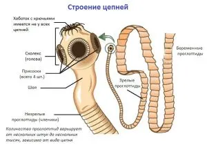 Представители на двете плоски червеи от този клас са най-опасни