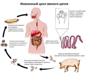 Представители на двете плоски червеи от този клас са най-опасни