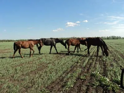 Ahhoz, hogy a méreg növények, a károk megtérítésére és az elmaradt haszon