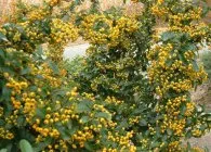 Pyracantha видове и сортове, култивиране, размножаване, зимуване