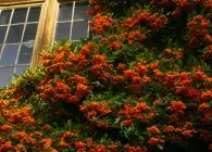 Pyracantha видове и сортове, култивиране, размножаване, зимуване