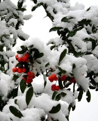 Pyracantha în plantarea de grădină și de îngrijire, Greenmarket