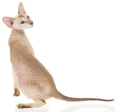 Peterbald Cat descriere rasă, foto și video materiale despre comentarii specii