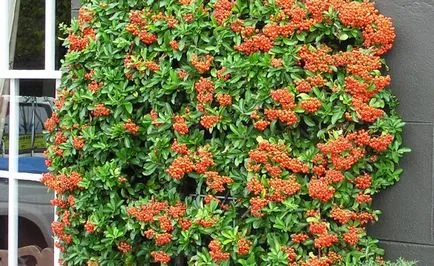 Pyracantha în plantarea de grădină și de îngrijire, Greenmarket