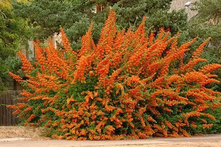 Pyracantha видове и сортове, култивиране, размножаване, зимуване