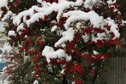 Pyracantha видове и сортове, култивиране, размножаване, зимуване