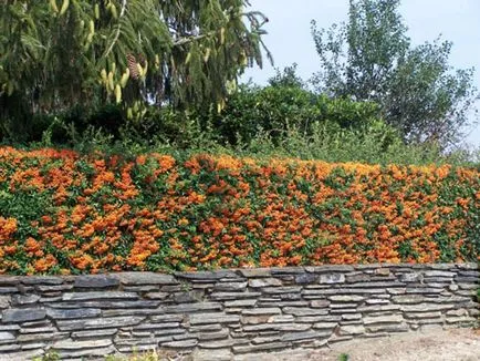 Pyracantha видове и сортове, култивиране, размножаване, зимуване